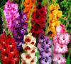 Цветы семейства гладиолусов