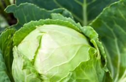 Coma e perca peso: sopa de purê de legumes - receitas de dieta