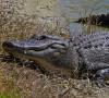 Krokodils Kaimans Dekoratīvie krokodili akvārijam