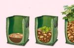 Kartupeļu audzēšanas kastēs iezīmes Kā audzēt kartupeļus kastē
