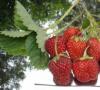 シベリアでのイチゴの適切な栽培と手入れ シベリアで春にイチゴを植える時期