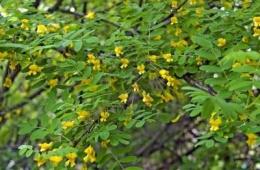 黄色のアカシア：説明、有益な特性、民間療法での使用 アカシアの低木の説明