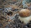 How to grow porcini mushrooms in the country with your own hands